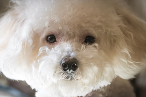 Maltipoo puppy