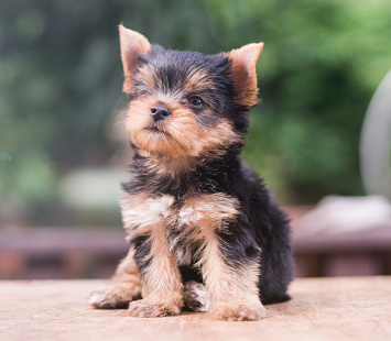 shorkie Pup