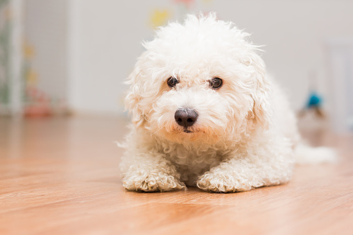 poodle puppy